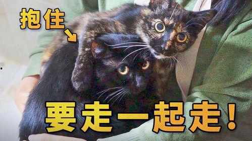 捡来的猫男友在线观看,在线观看揭开奇幻爱情之谜